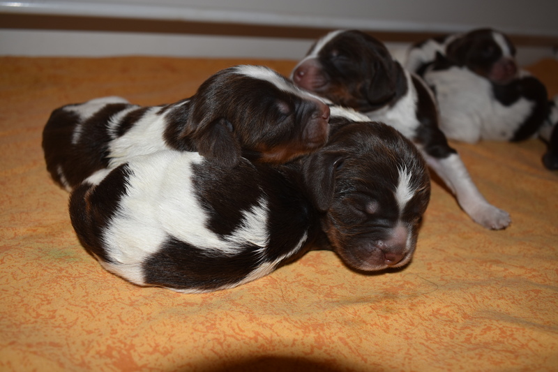 Chiots Gina 3 jours