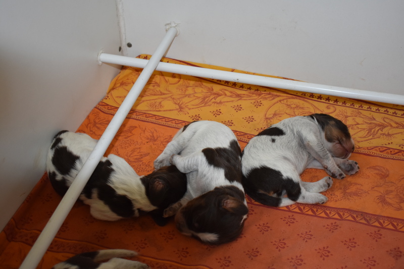 Chiots Gina 8 jours