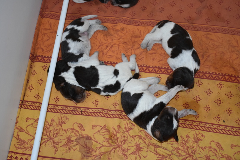 Chiots Gina 8 jours