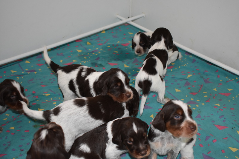 Chiots Gina 21 jours