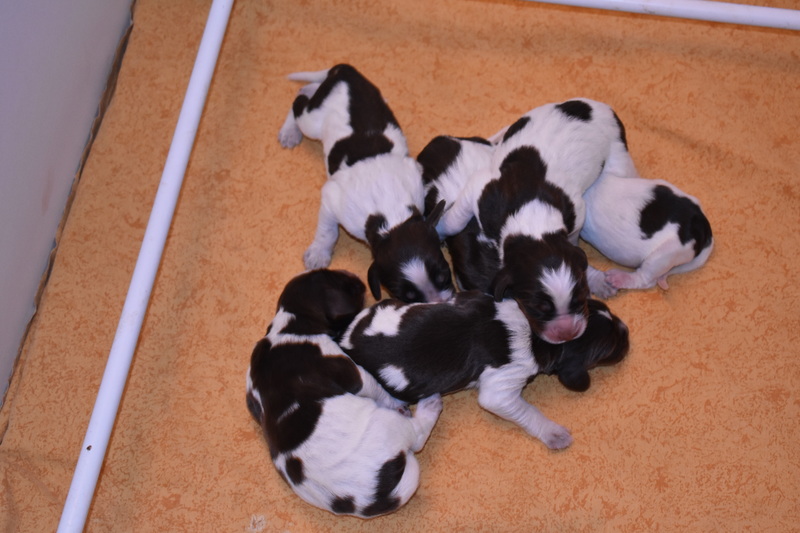 Chiots Gina 3 jours