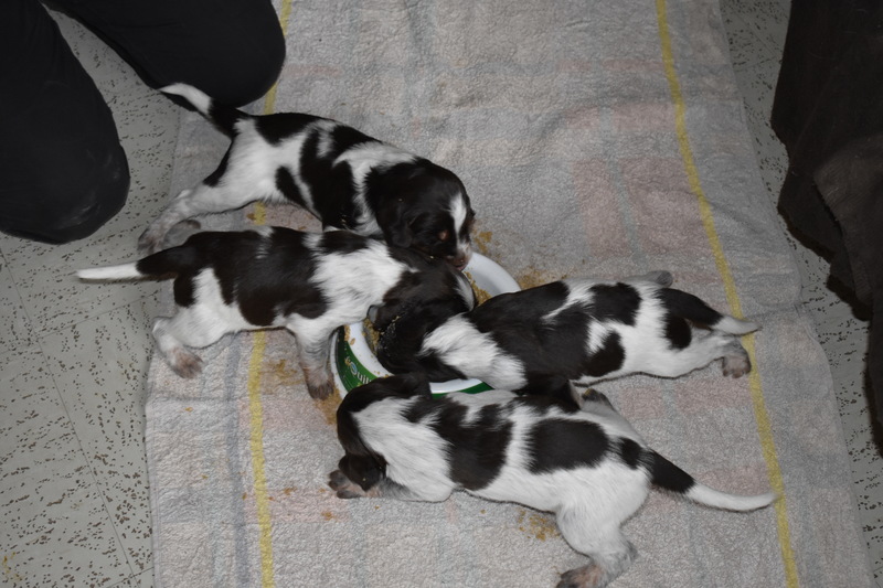 Chiots Gina 21 jours